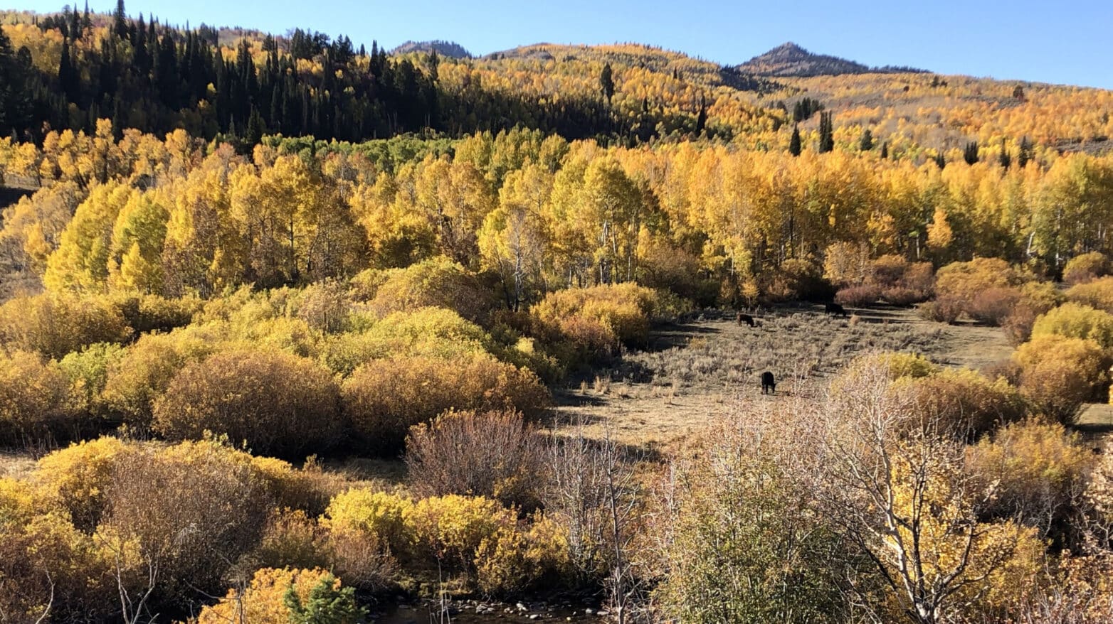 Watch the Trees Change Color from your Remote Office this Fall in Bear Lake.
