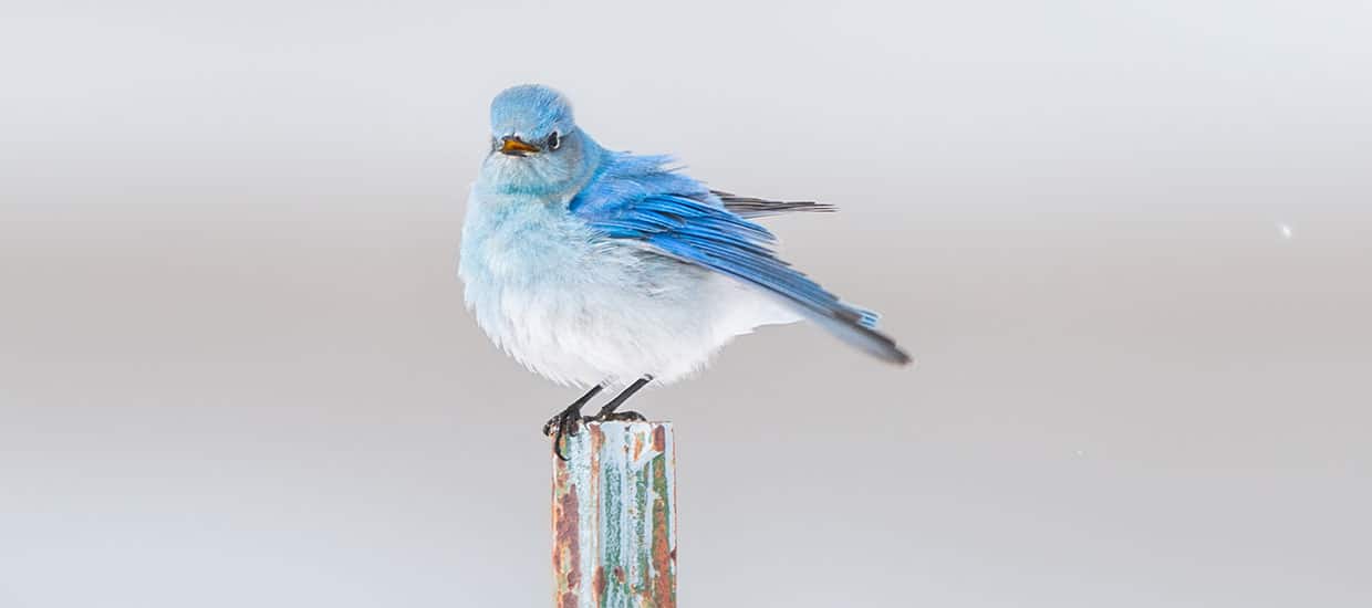 Idaho Blue Bird in Bear Lake Utah